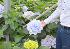 De Royal Supreme, een varieteit die samen met de Royal Highness binnenkort commercieel beschikbaar is.